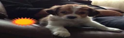 Kooikerhondje honden te koop: Schitterende kooikerpups - Advertentie 6