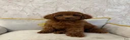 Poedel Toy honden te koop: Toy Poedel pups - Advertentie 4