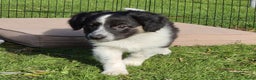 Kruising honden te koop: border collie (australische) herder - Advertentie 8
