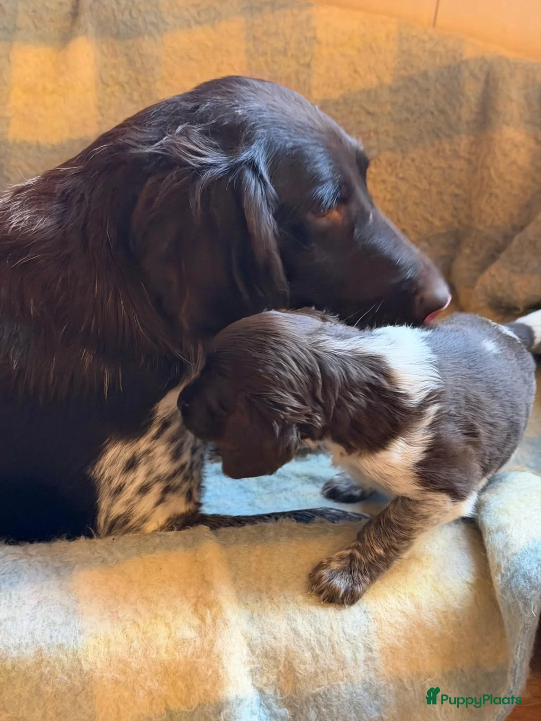 Heidewachtel honden te koop: Heidewachtel pups - Advertentie 2