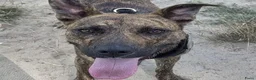 American Staffordshire Terriër honden ter adoptie: Tara (Tima)  - Advertentie 1