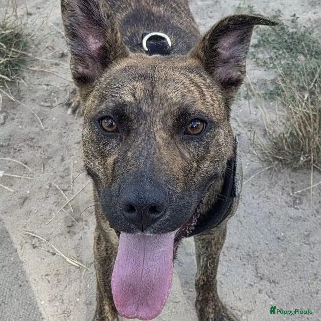 American Staffordshire Terriër honden ter adoptie: Tara (Tima)  - Advertentie 1