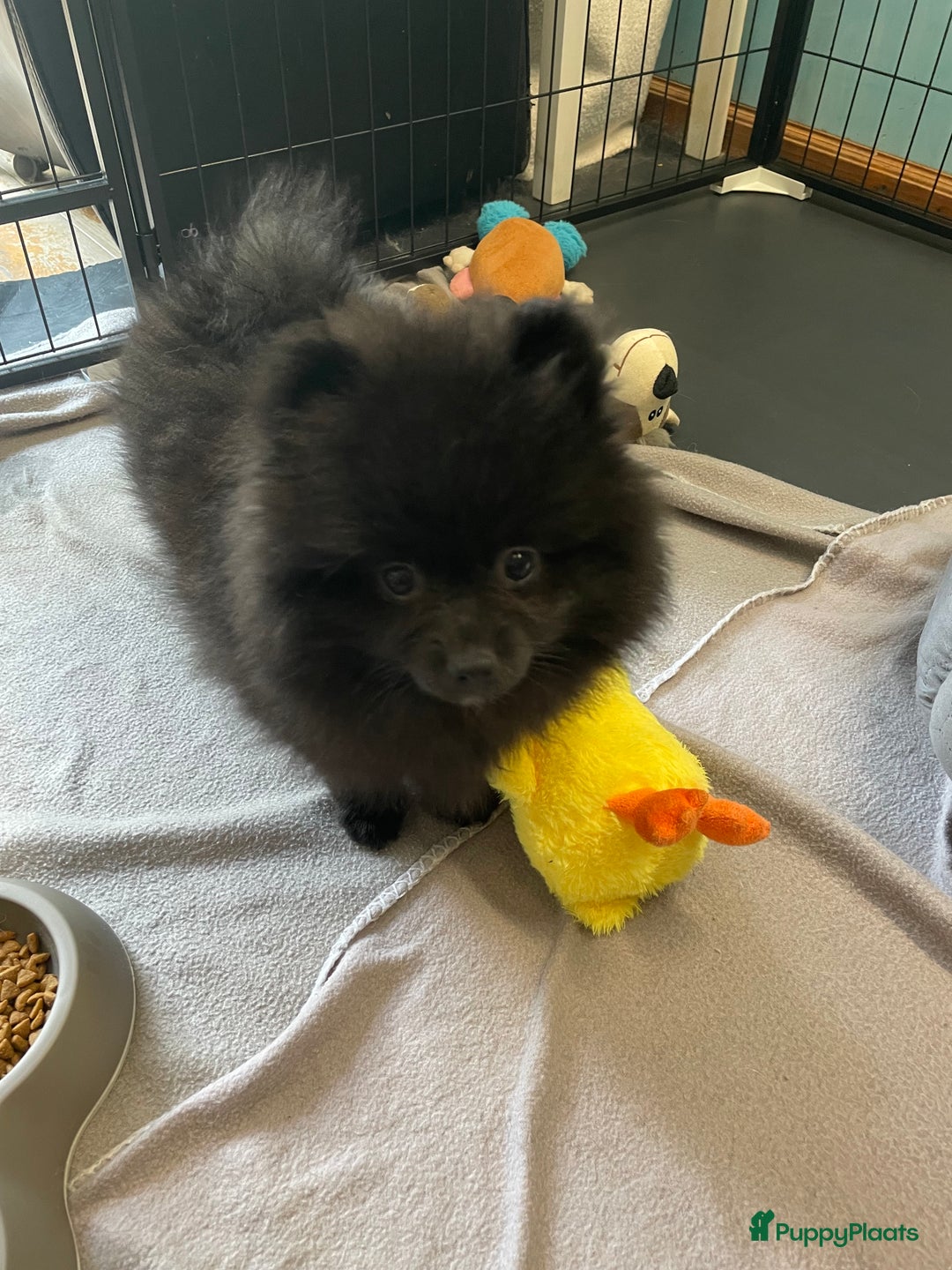 Pomeriaan honden te koop:  2 Prachtige pomeriaan/dwergkees pups. in Enkhuizen - Afbeelding 19