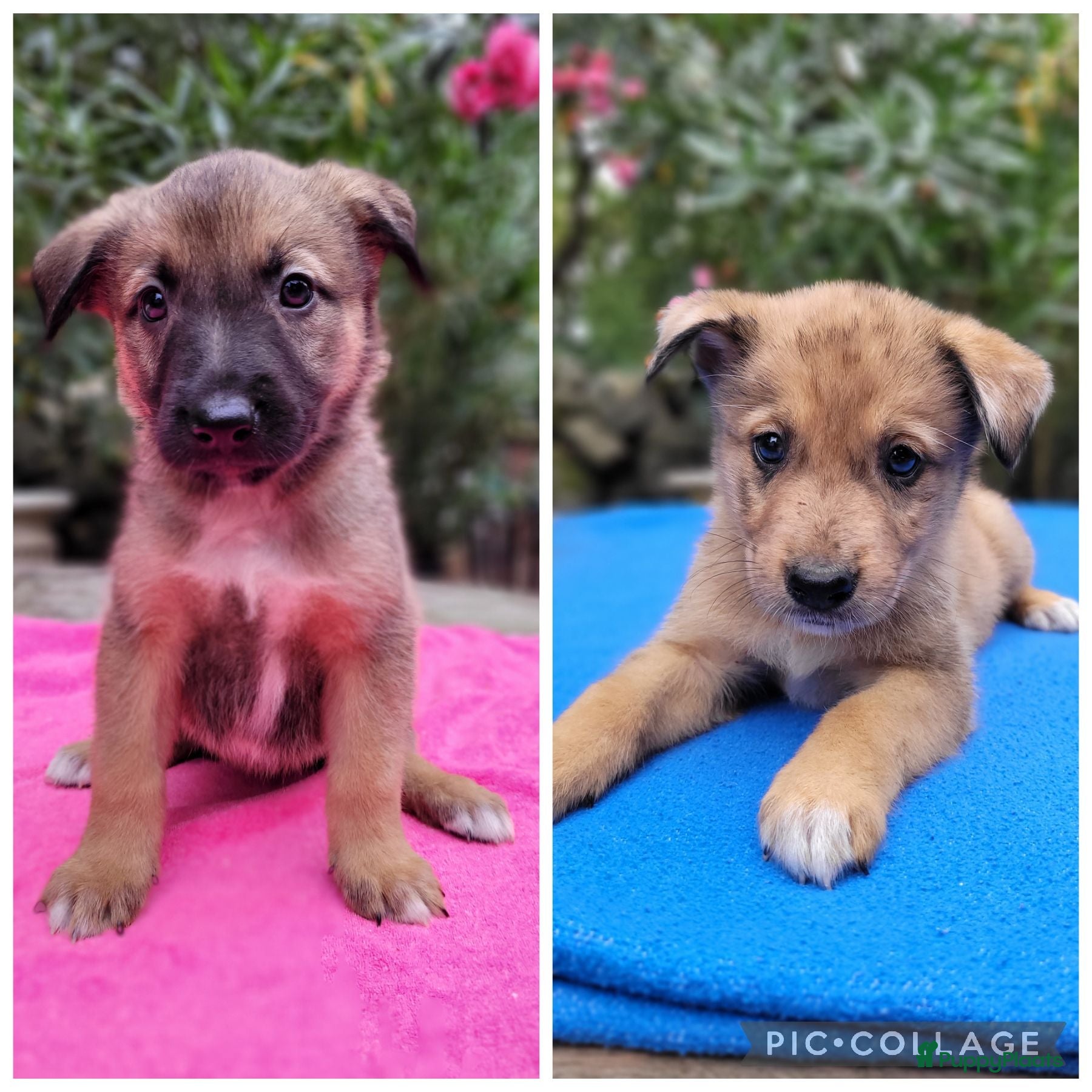 Kruising honden Puppy's Mechelse Herder X Australian Shepherd  - Advertentie 3