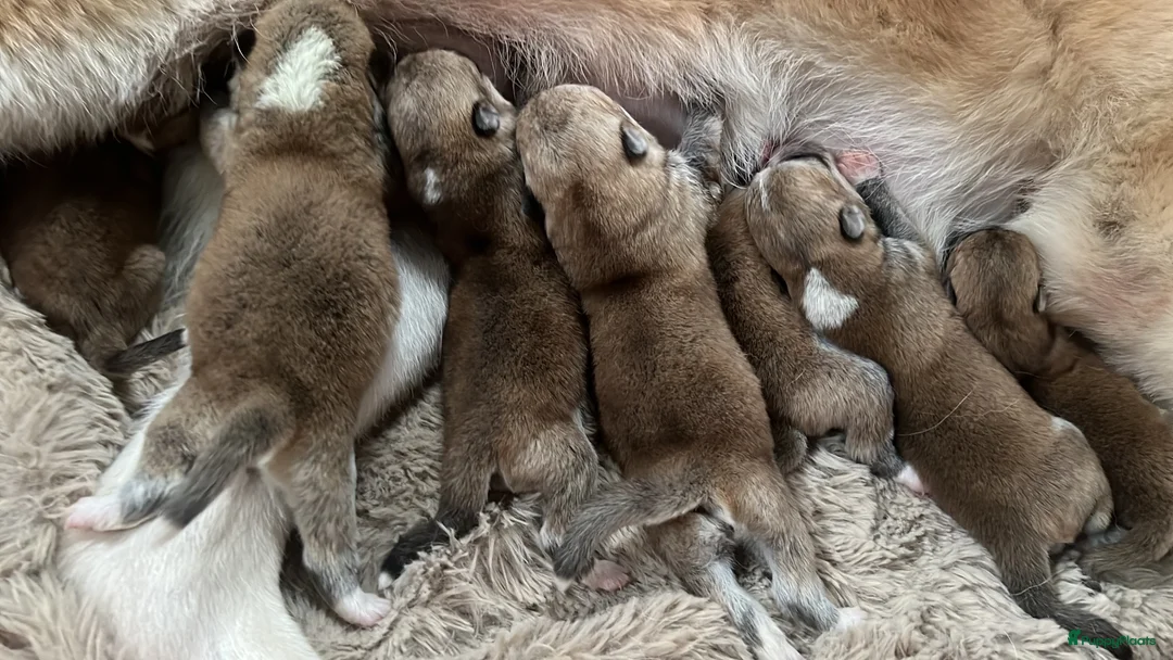 Akita honden te koop: Japanse Akita - Advertentie 2