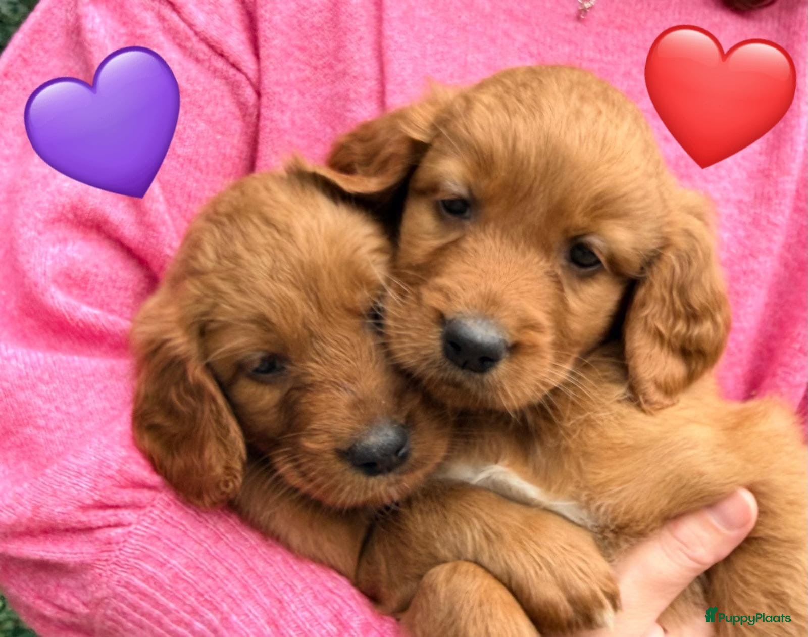 Kruising honden Lieve Irish Toller pups (Toller x Setter) - Advertentie 2