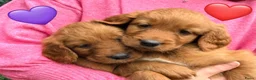 Kruising honden te koop: Lieve Irish Toller pups (Toller x Setter) - Advertentie 2