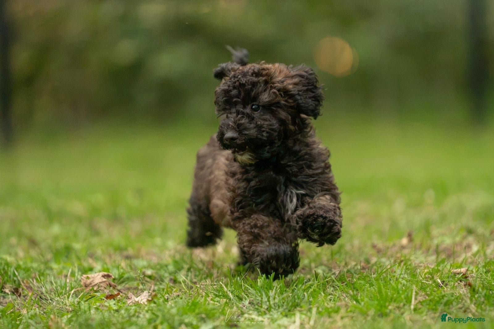 Kruising honden Dwergpoedel x Boompoo pups  - Advertentie 6