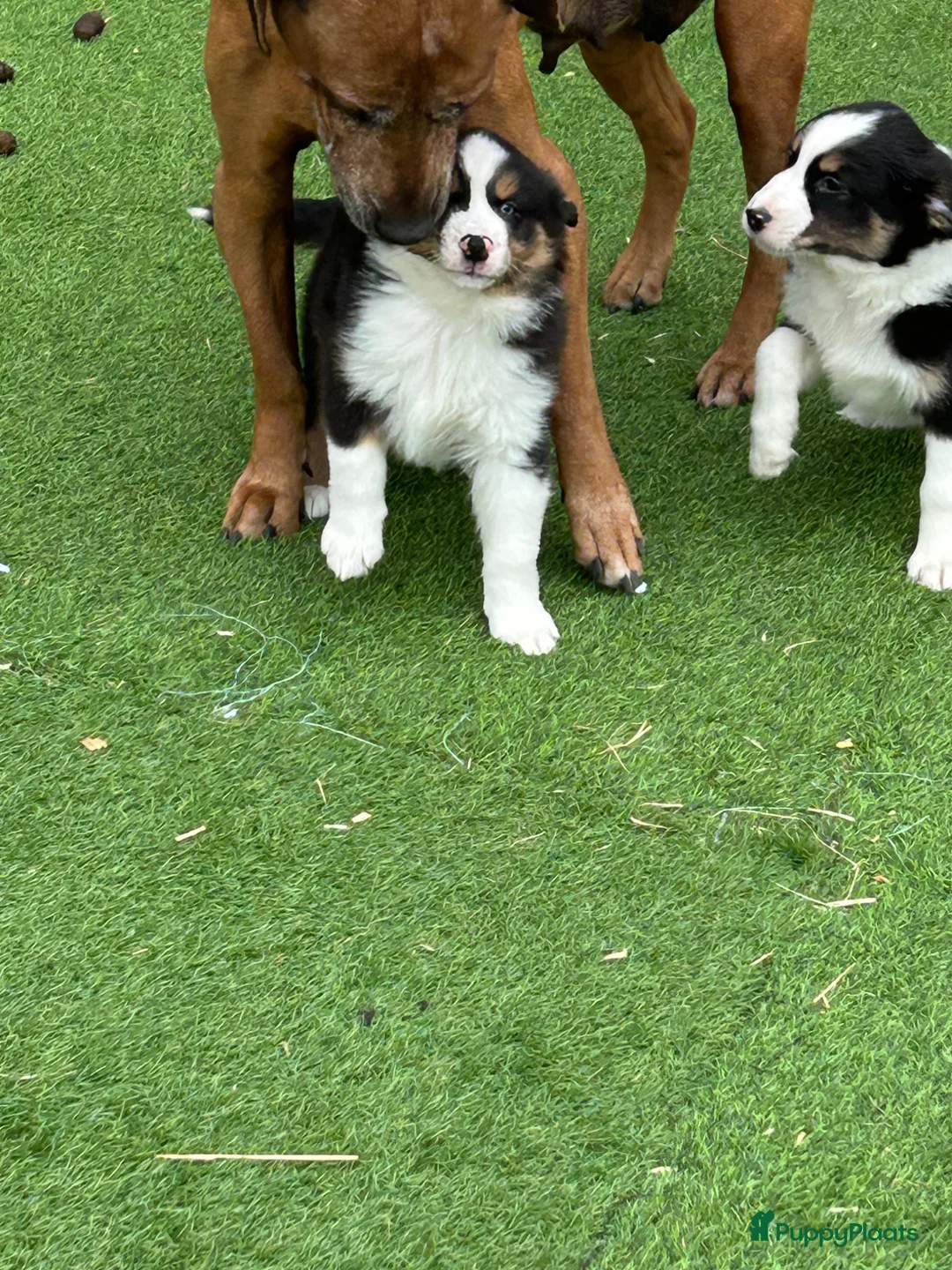 Australian Shepherd honden te koop: Miniature American shepherd reutjes - Advertentie 1