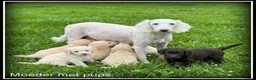 Kruising honden te koop: Boompoo F1b pups. Boomer x Poedel - Advertentie 13