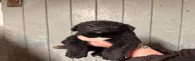 Wetterhoun 6