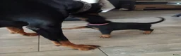 Dobermann honden te koop: 3 Dobermann pups  zoeken  een goud mandje  - Advertentie 21