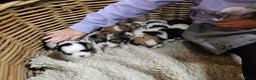 Malshi honden te koop: shih tsu boomer puppies - Advertentie 2