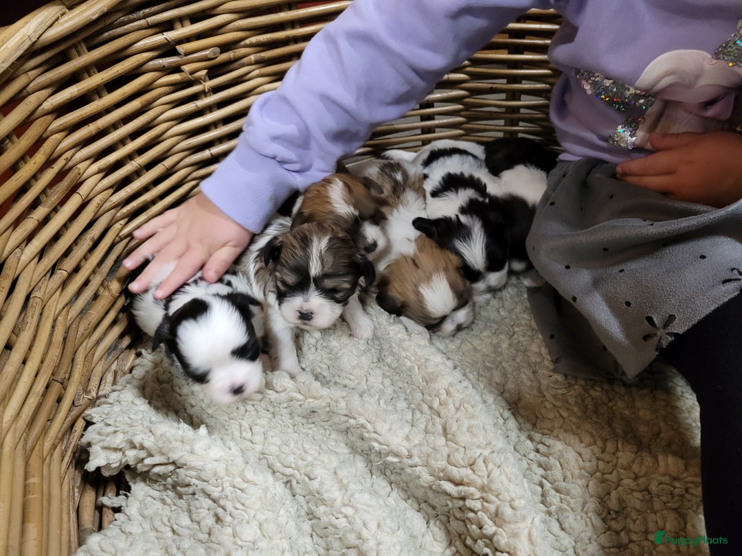 Malshi honden te koop: shih tsu boomer puppies - Advertentie 2