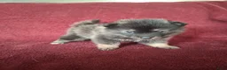 Pomsky honden te koop: 5 pomsky pups - Advertentie 10