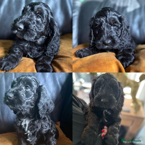 Cockapoo Standbeeld Cockapoo Honden Ras: Karakter, Levensduur & Prijs | Puppyplaats
