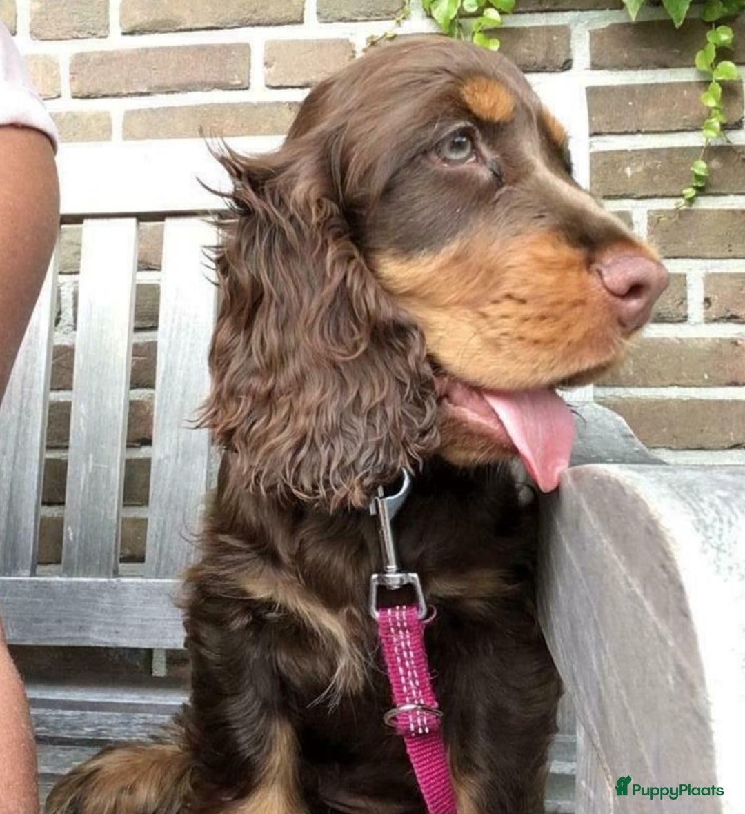 Engelse Cocker Spaniel honden te koop: Engelse cocker spaniël pups te koop - Advertentie 12