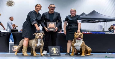 Amerikaanse Bully honden - Advertentie 13