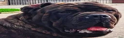 Mastiff honden ter dekking: Mastino / Mastiff Dekreu aangeboden - Advertentie 2