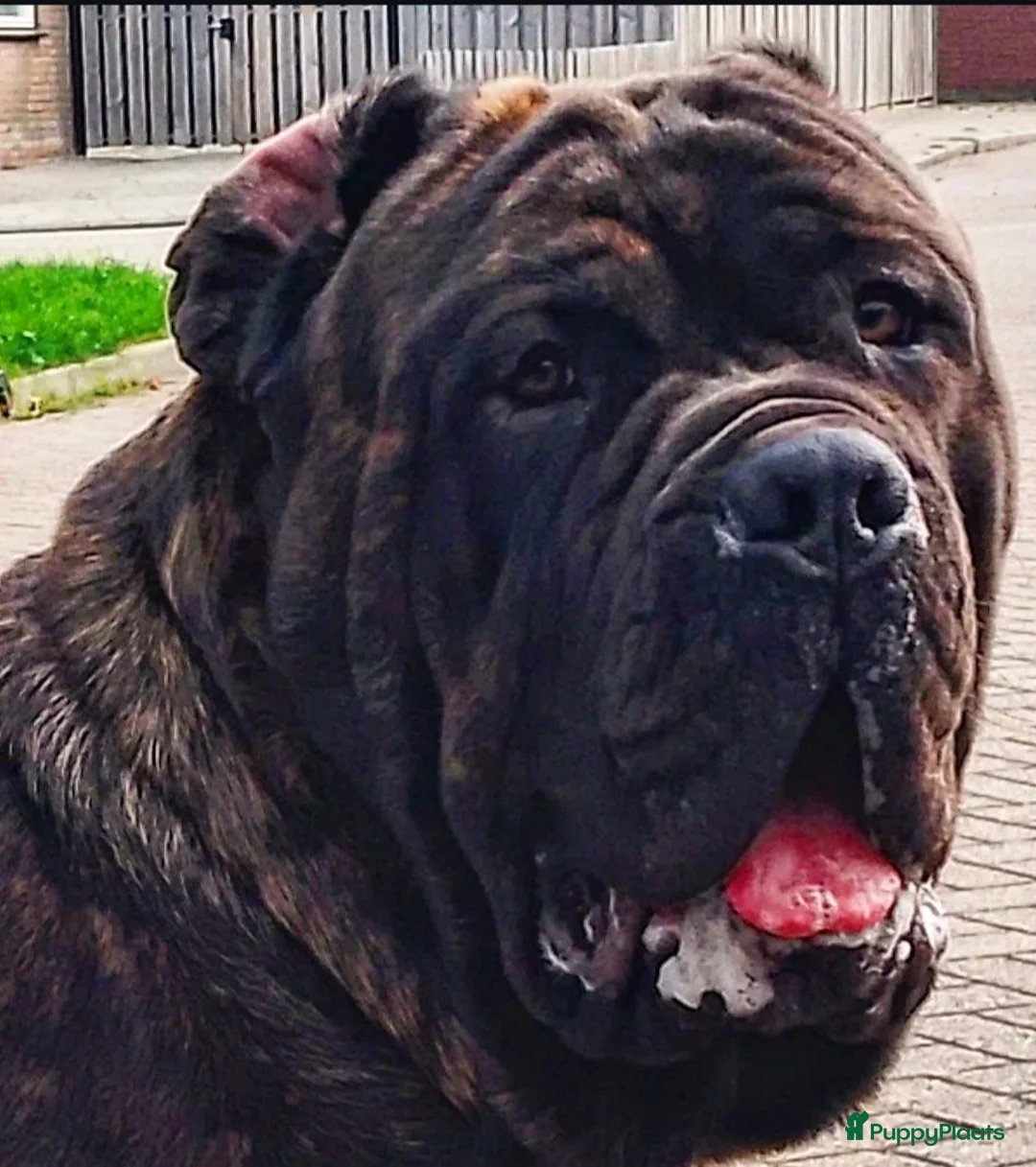Mastiff honden ter dekking: Mastino / Mastiff Dekreu aangeboden - Advertentie 2