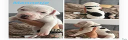 American Staffordshire Terriër honden te koop: 🐶🐾Amerikaanse Staffordshire Terrier🐾🐶 - Advertentie 13