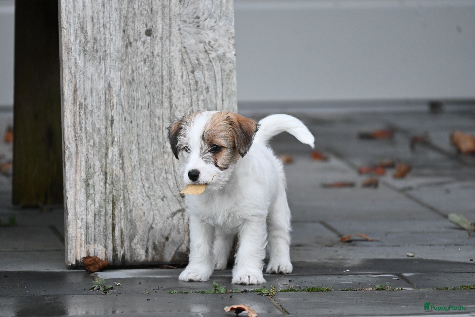 Jack Russel Terriër honden Jack Russell terrier met stamboom  - Advertentie 2