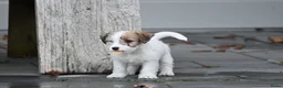 Jack Russel Terriër honden te koop: Jack Russell terrier met stamboom  - Advertentie 1