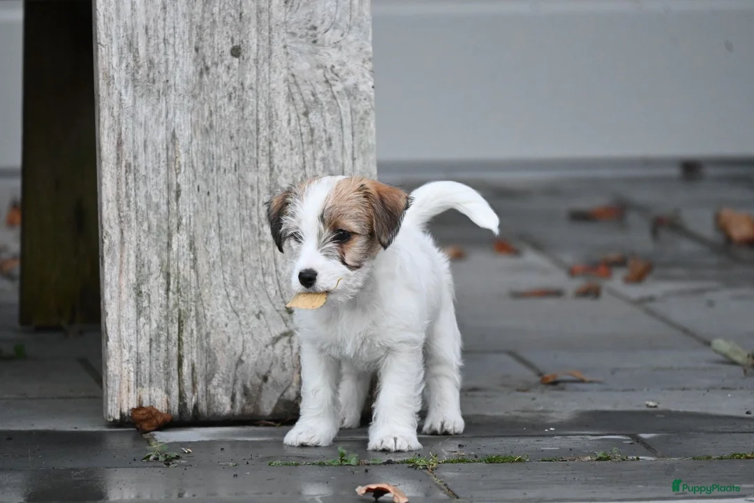 Jack Russel Terriër honden te koop: Jack Russell terrier met stamboom  - Advertentie 1