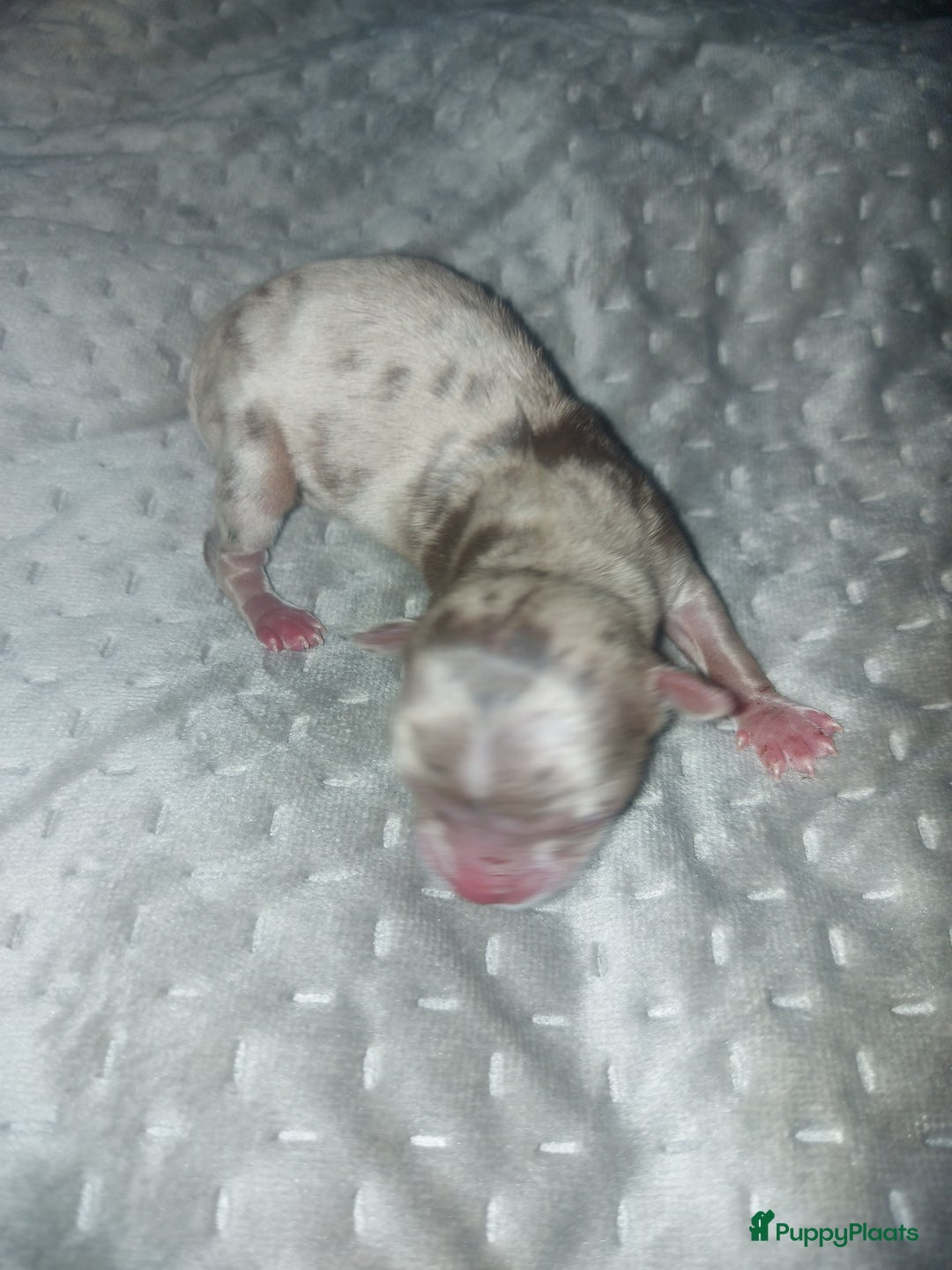 Chihuahua honden te koop: Prachtige pupjes - Advertentie 2