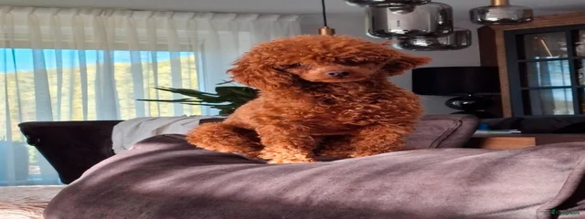 Sjef