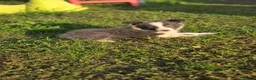 Border Collie honden te koop: Prachtige Lilac en Blue border collie pups - Advertentie 7