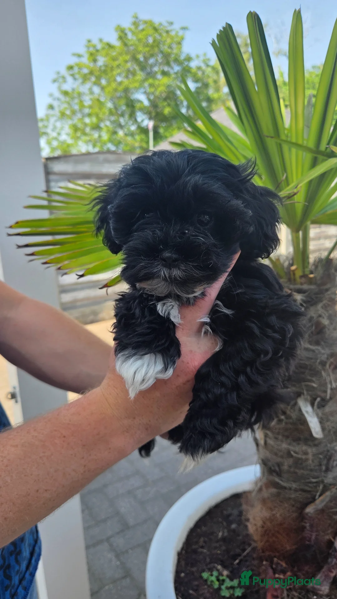 Maltipoo honden te koop: Maltipoo pup - Advertentie 2