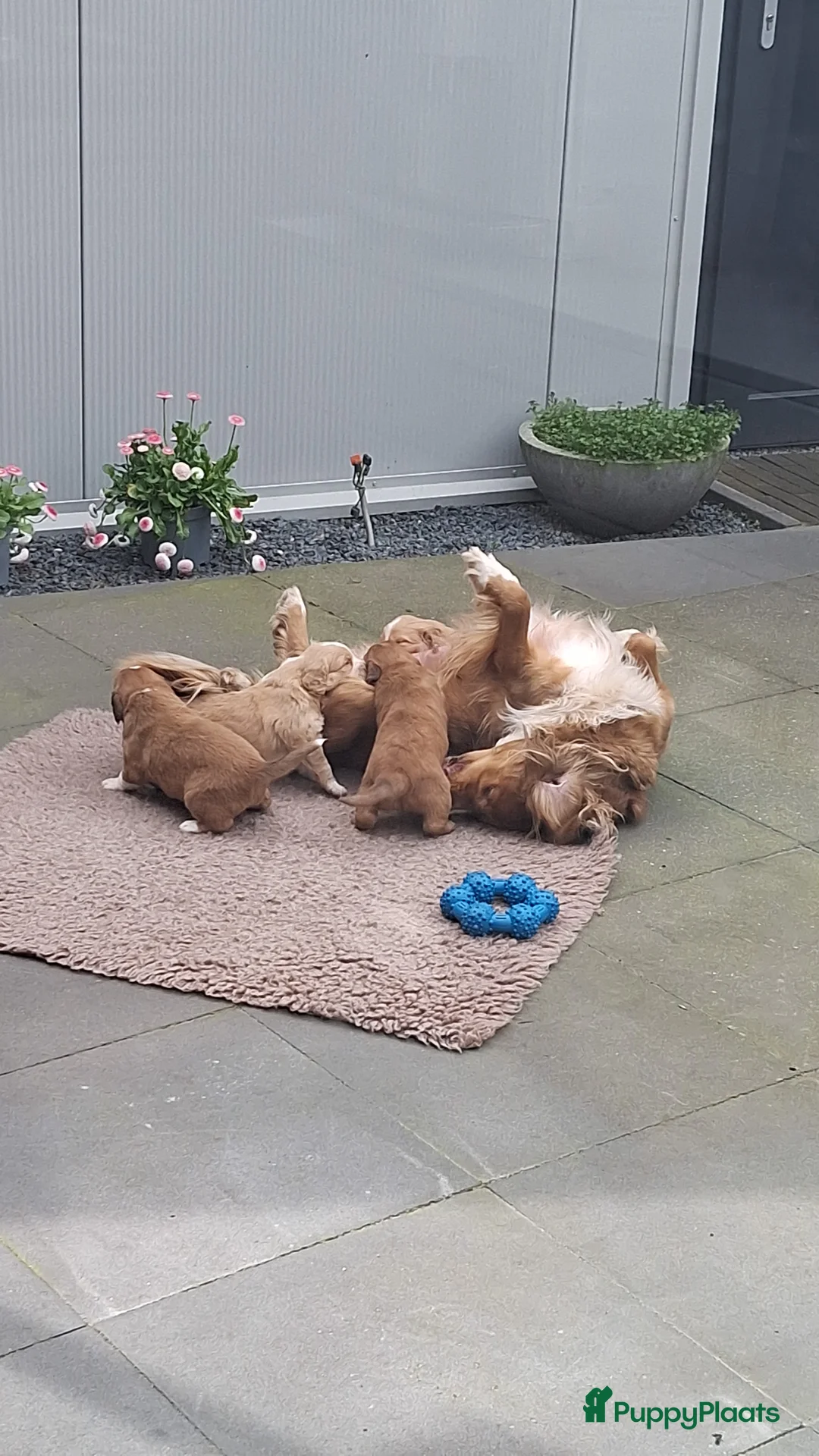 Kruising honden te koop: Nova Scotia Duck Tolling Retriever pup reu - Advertentie 2