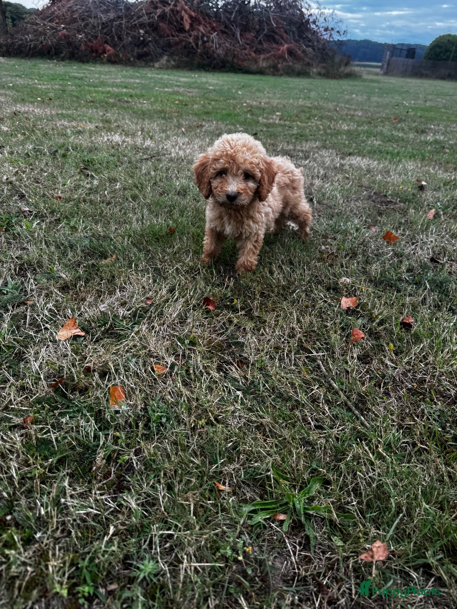 Labradoodle honden Labradoodle pups - Advertentie 1