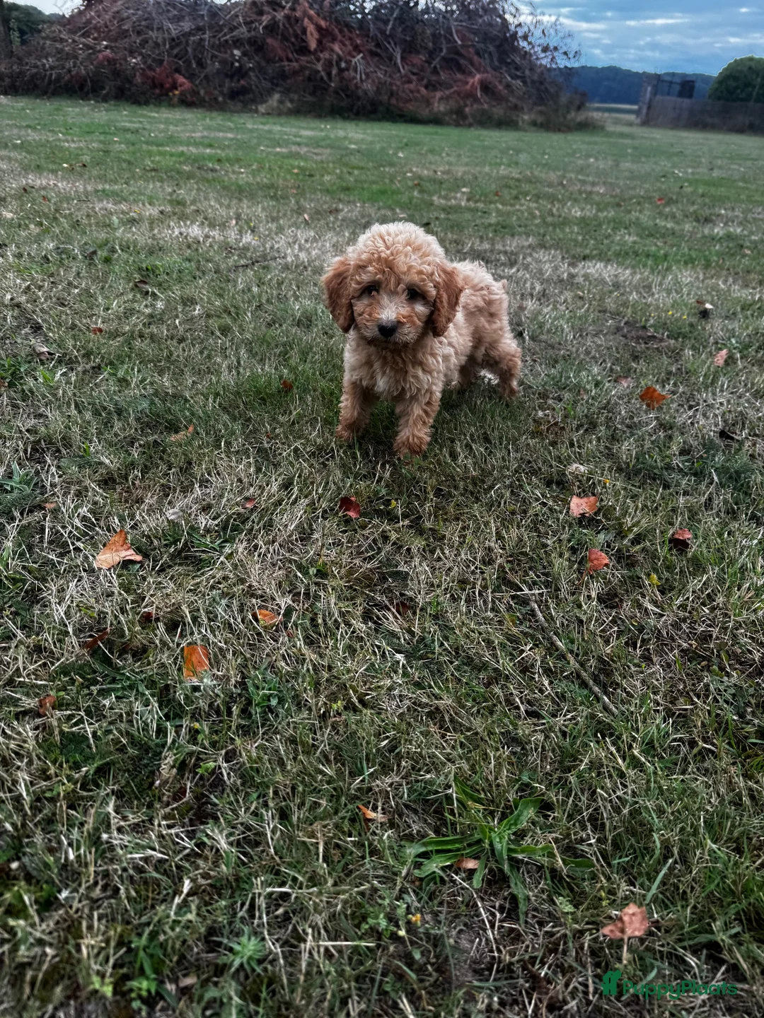 Labradoodle honden te koop: Labradoodle pups - Advertentie 1