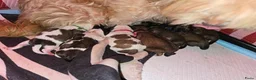 Kruising honden te koop: Net geboren, Boomer Pups 💙❤️(Shih-Tzu x Boomer) - Advertentie 5