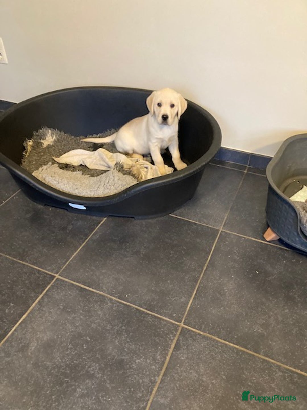 Goldador honden te koop: Goldador pups met ouders te zien - Advertentie 2