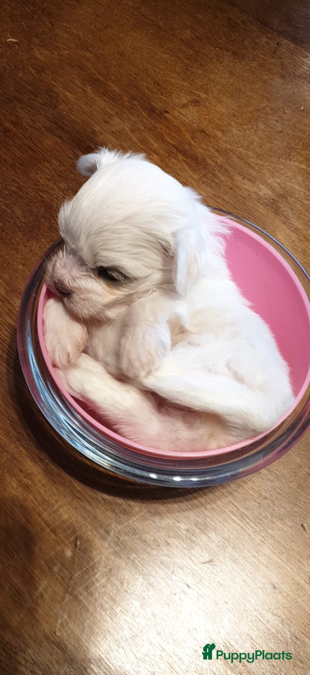 Maltezer honden te koop: Toy Maltezer pups - Advertentie 25