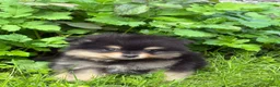 Pomeriaan honden te koop: Pomeriaan puppy - Advertentie 7