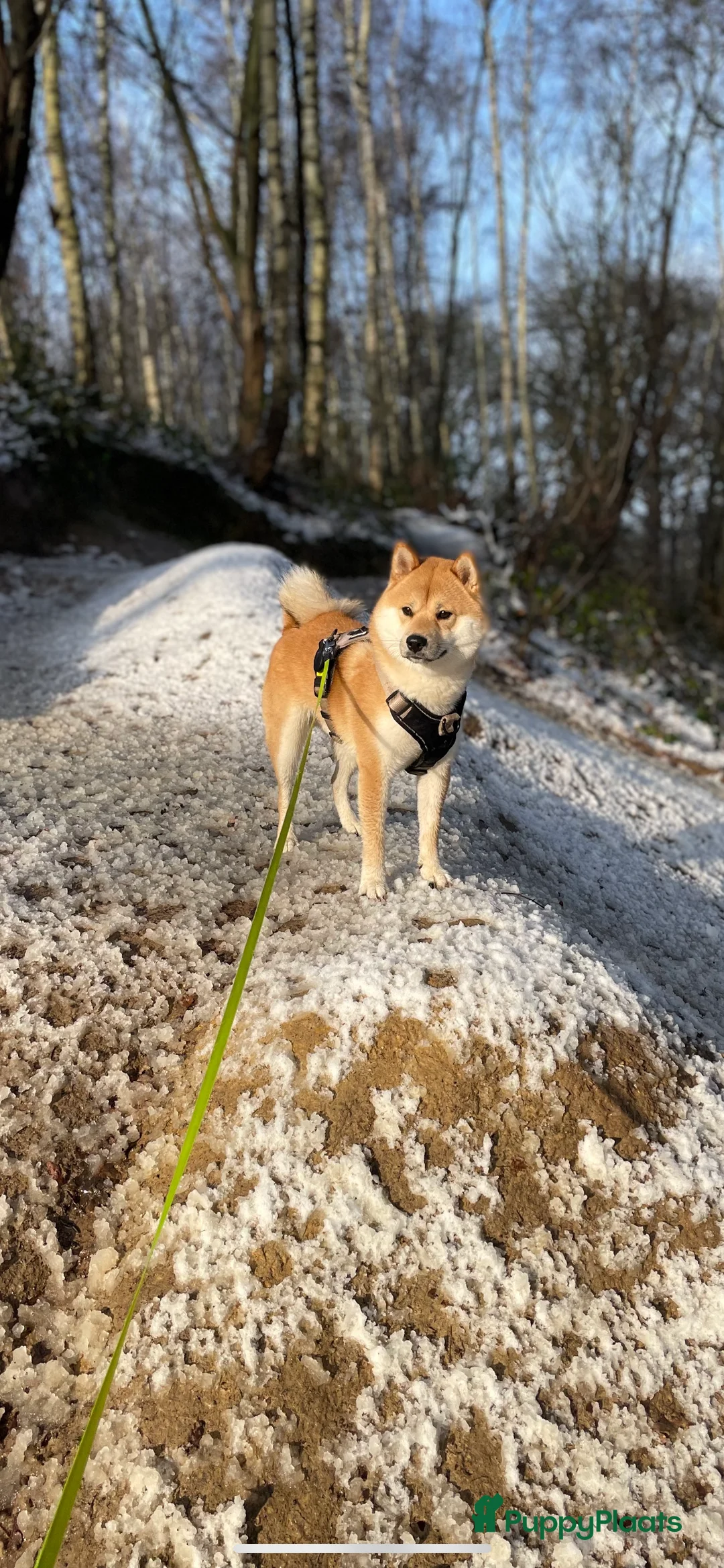 Shiba honden ter dekking: Dek reu Shiba Inu - Advertentie 6