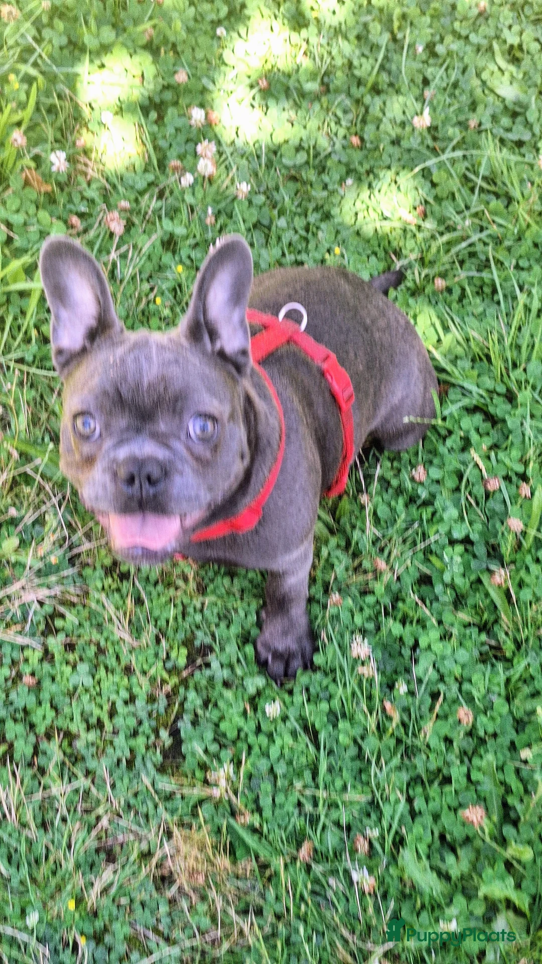 Galerij afbeelding {{count}}