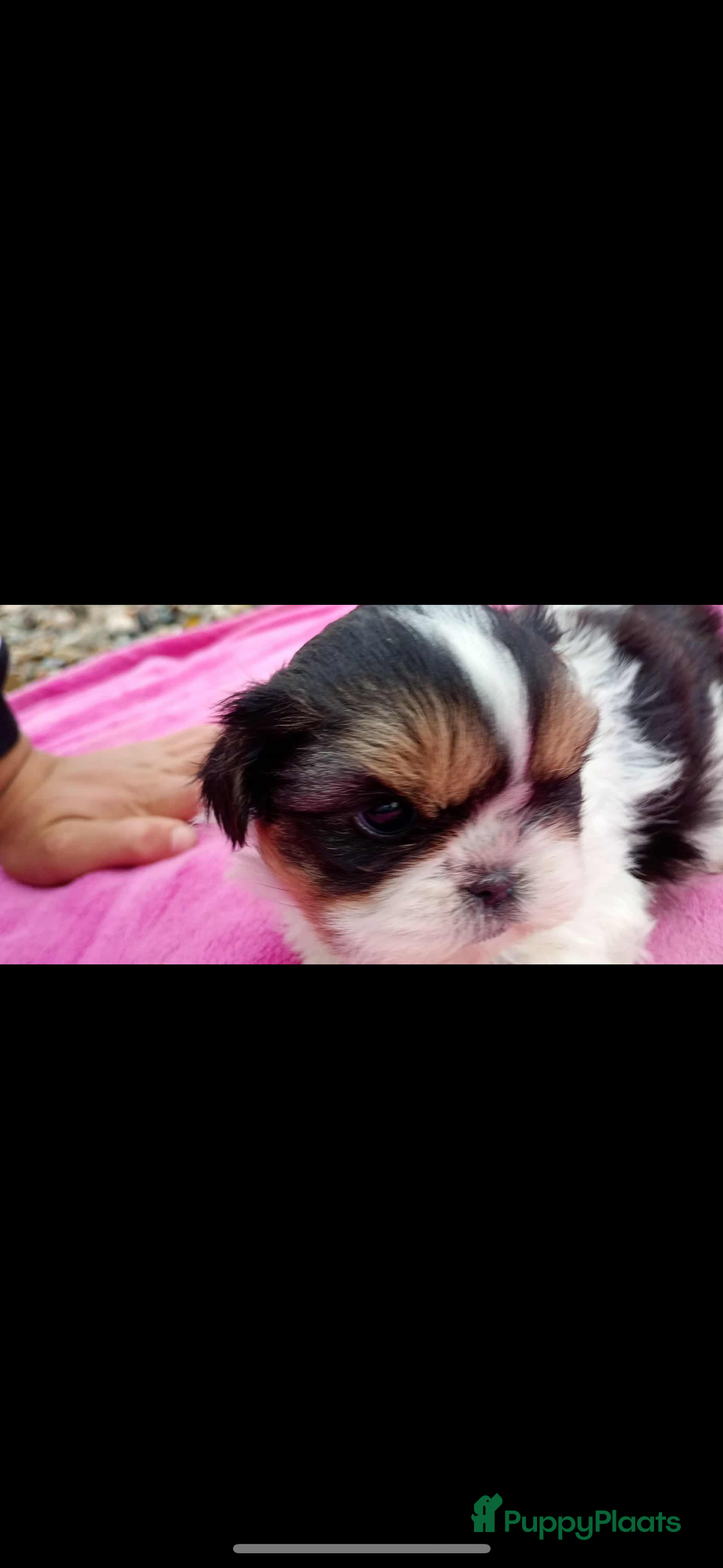 Shih Tzu honden te koop: Een 7 weken oud, raszuiver Shih Tzu-teefje,  - Advertentie 3