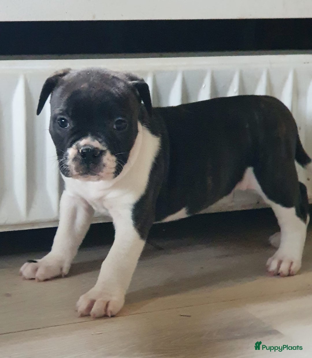 Amerikaanse Bulldog honden te koop: Prachtige Amerikaanse bulldog pups met stamboom - Advertentie 11