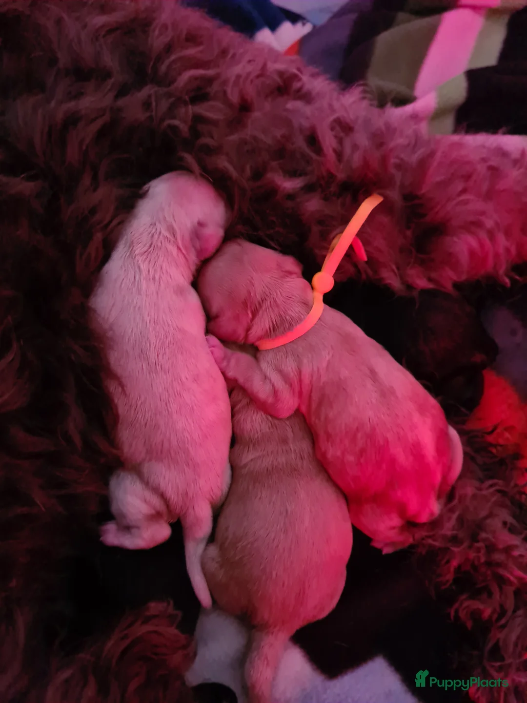 Cockapoo honden te koop: Cockapoo pups - Advertentie 9