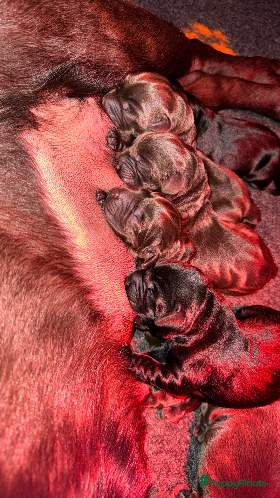Labrador Retriever honden te koop: Labrador pups met stamboom - Advertentie 2