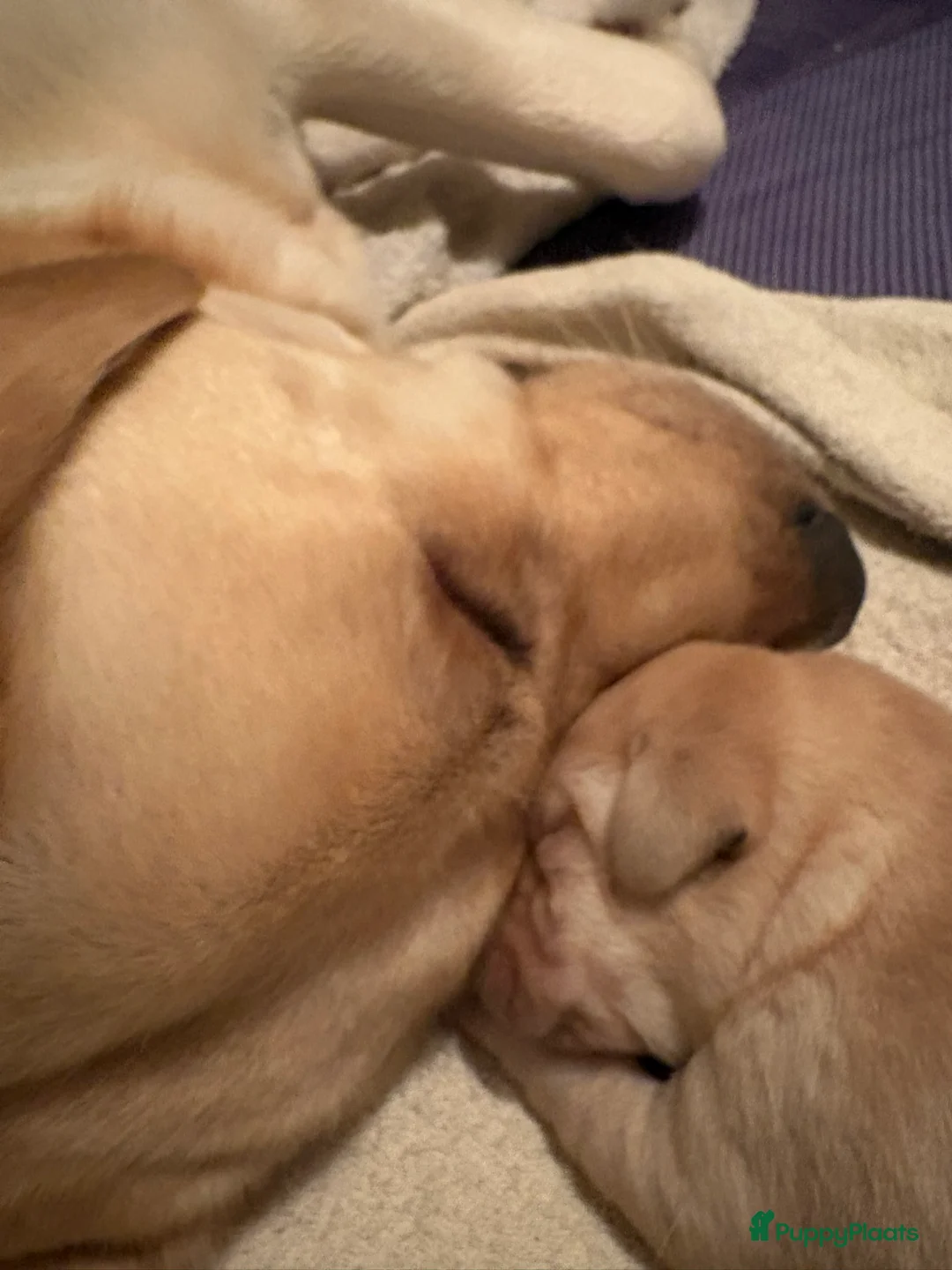 Labrador Retriever honden te koop: Blonde Labrador Pups 1/26 - Advertentie 6