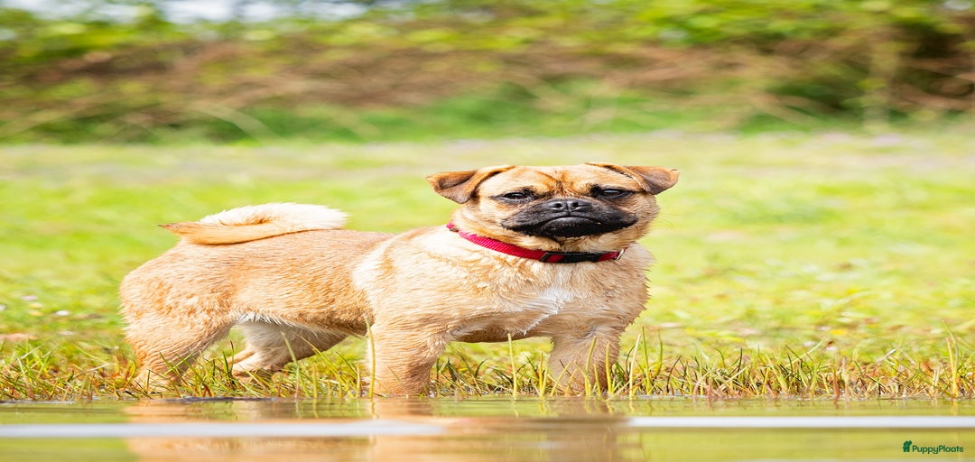 Galerij afbeelding {{count}}