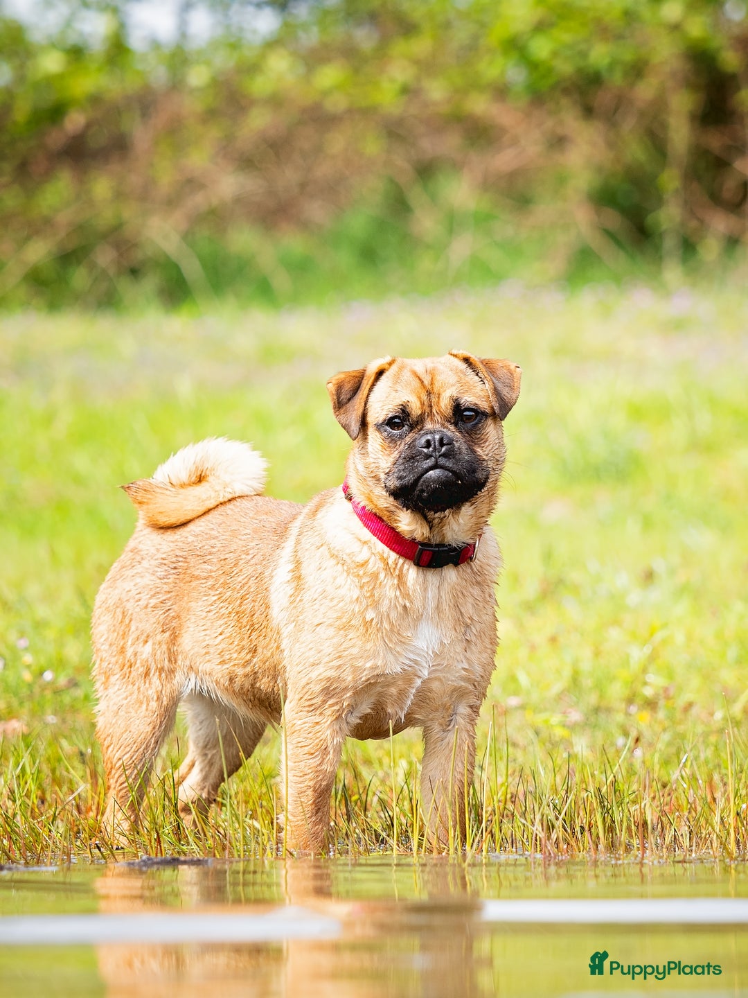 Galerij afbeelding {{count}}