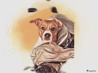 Kruising honden Dekreu boerenfox in Den Bosch - Advertentie 4