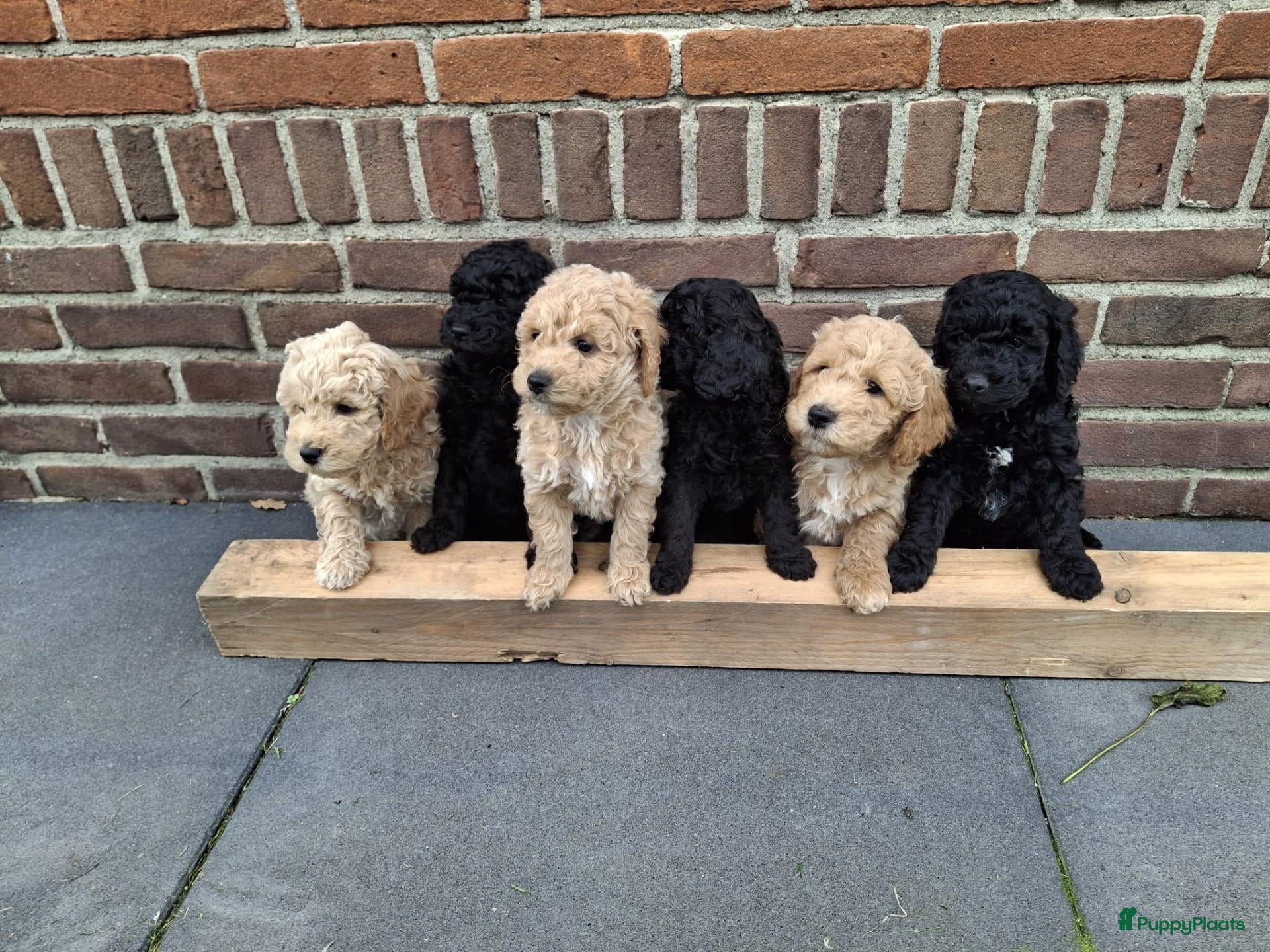 Labradoodle honden Mini Labradoodle puppy's - Advertentie 1